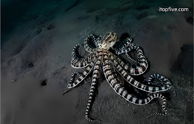 The Mimic Octopus