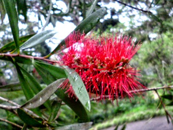 flower of crimson flower-Red Bottle Brush