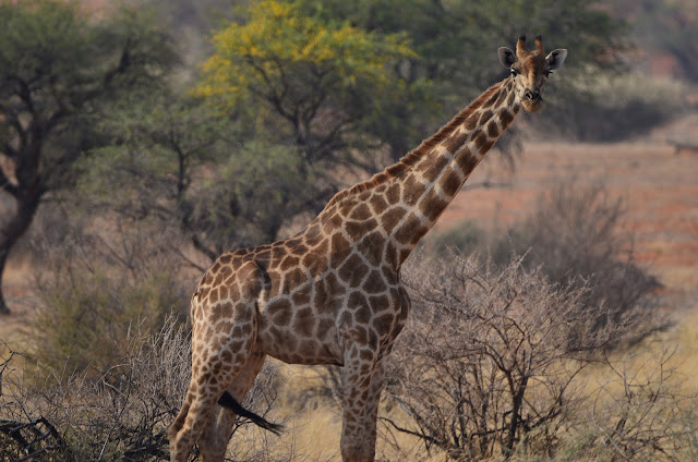 Żyrafa - Namibia