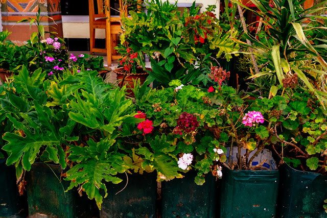 Flowering Plants in Bhutan