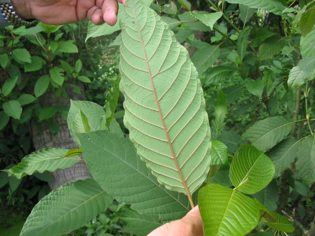 Penyalahgunaan Daun Ketum - PenangKini