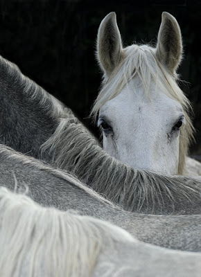 beautiful horses