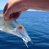 Un pez transparente con aspecto de alien sorprende a un pescador