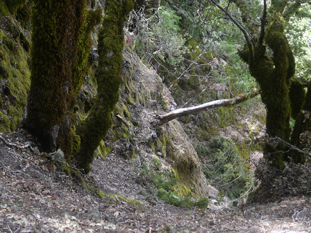 227: green covered trees on rocks