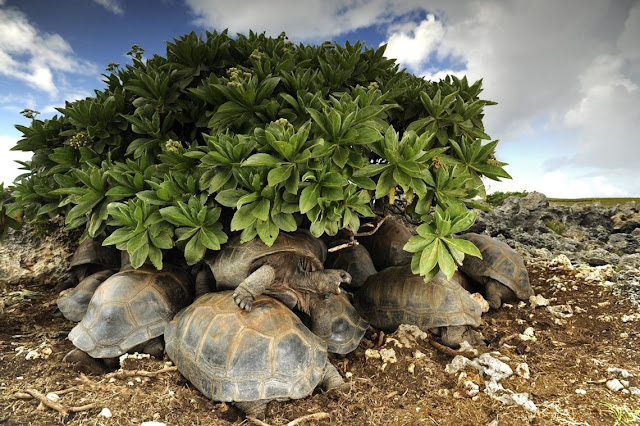 Tartarugas gigantes buscam refúgio do sol no Atol de Aldabra, Oceano Índico