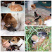 Rescue cats photomontage