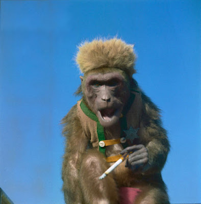 Smoking Monkey Seen On www.coolpicturegallery.us