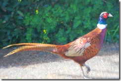 pheasant1