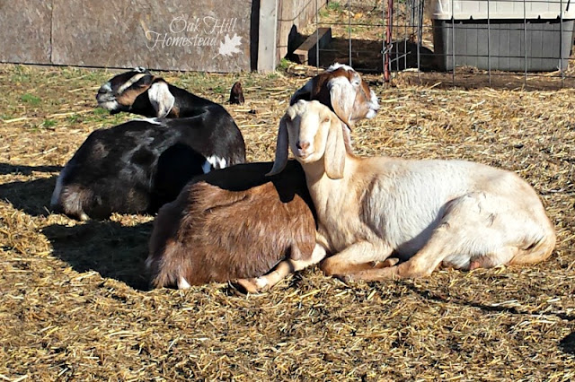 Happy goats produce more milk. Learn 15 ways to use goat milk.