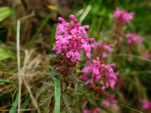 Pedicularis verticillata