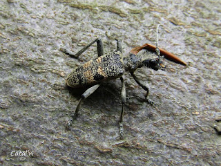 Rhagium (Megarhagium) mordax IMG5195