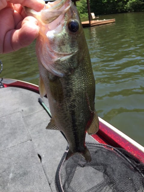 West Neck Creek Ramblings: Another Lure With a Knack for Catching Big Fish