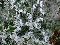 Frosted Holly