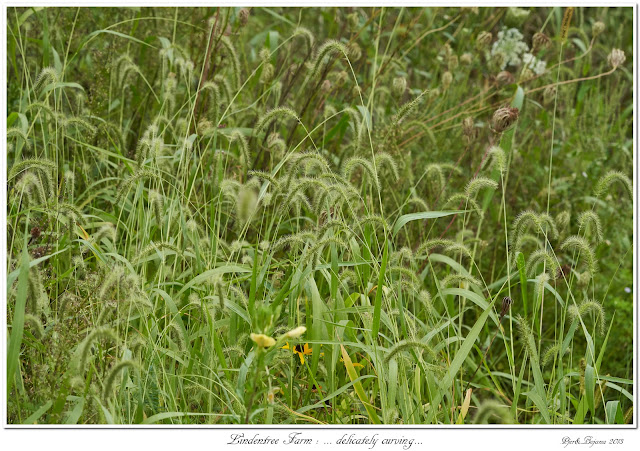 Lindentree Farm: ... delicately curving...