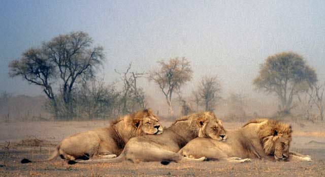 Los tres Leones