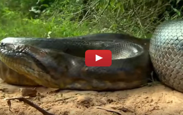 Biggest Python Snake Giant Anaconda World S Biggest Snake Found In Amazon River Bangkoktown168