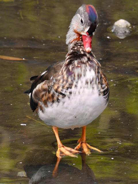 Mandarin Duck