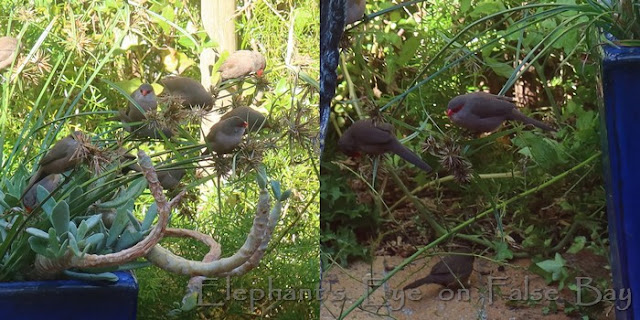 Waxbills eating purple sedge seeds