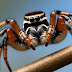 Jumping Spider Body Language: Signs, Behavior & Communication
