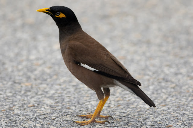 Common Myna - Florida City, Florida