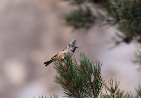 Crested Tit - Spain
