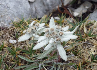 Flor de Edelweiss en el Parque Nacional de Ordesa y Monte Perdido