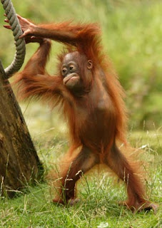 orang utan