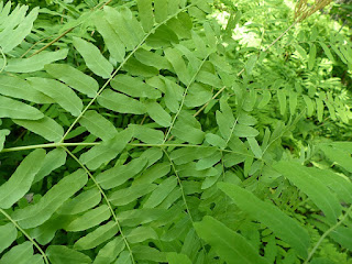 Osmonde royale - Osmunda regalis