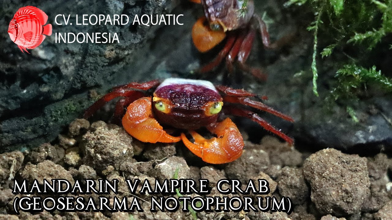 Geosesarma notophorum