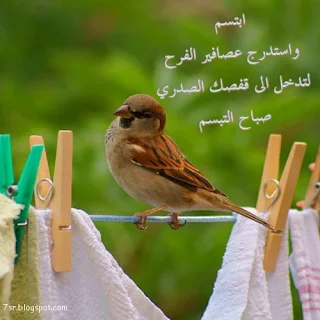 صور عصافير