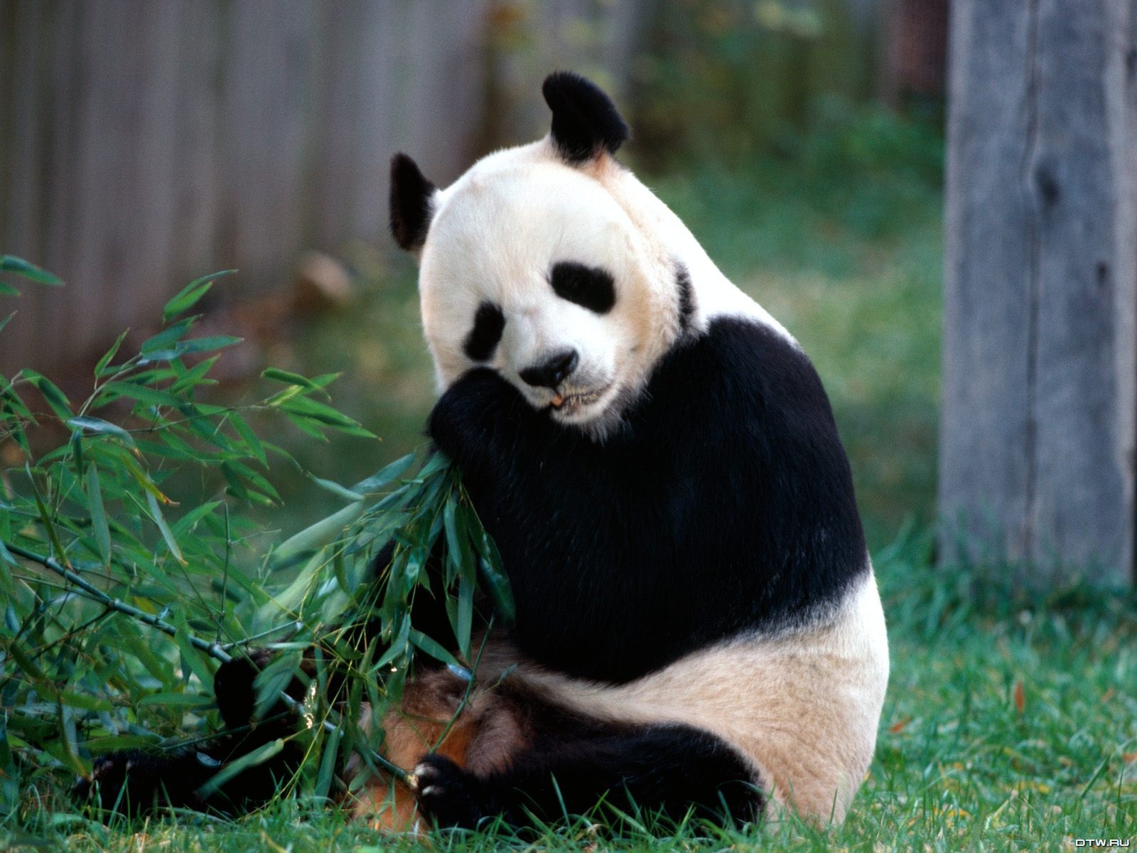 Wallpaper Ymo Panda Wallpapers