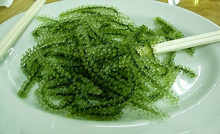 alga spirulina