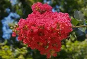 Crepe Myrtle Flowers
