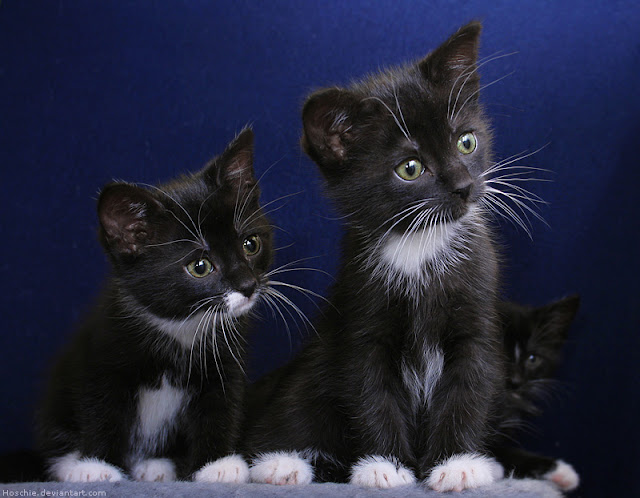 cute adorable kitten pictures