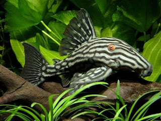 Jenis Ikan Sapu-Sapu Royal Pleco