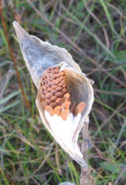 milkweed pod with seeds emerging