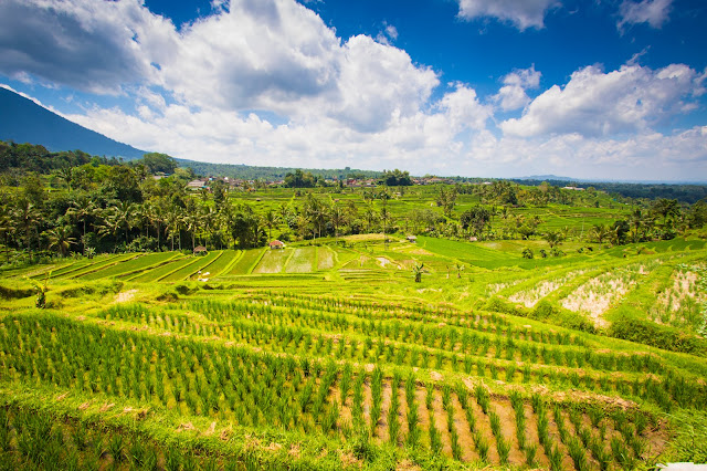 Risaie di Jatiluwih-Bali