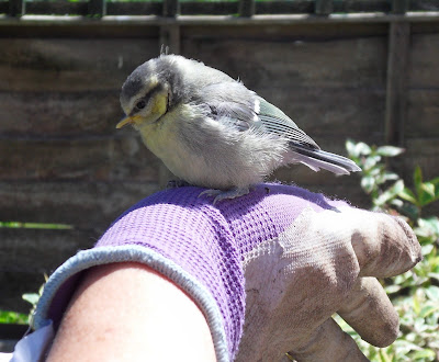 bird on wife's hand