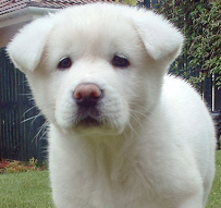 raza Akita Inu, perro Akita Inu, Akita Inu, cuidados Akita Inu, mascota Akita Inu