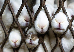 animal abuse bunny rabbit noses caged