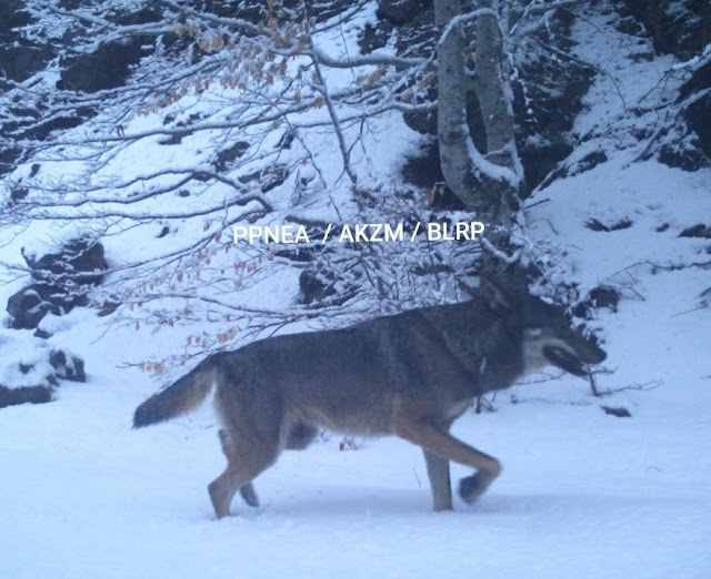 the jackal filmed at munella mount