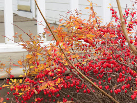 Japanese Barberry