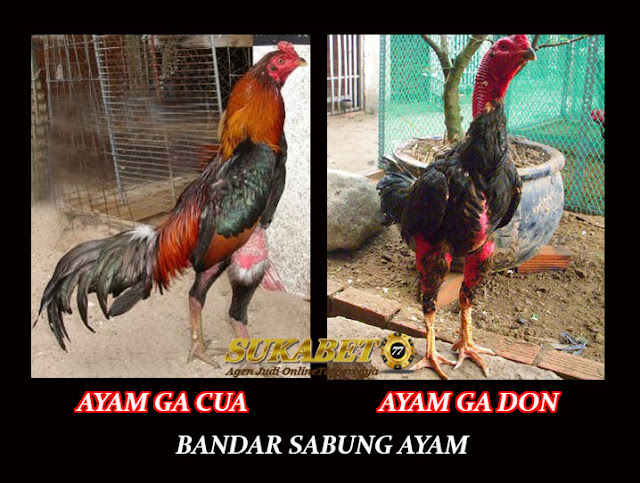 Perbedaan Ayam Aduan Ga Don Dan Ayam Ga Cua Asli Vietnam