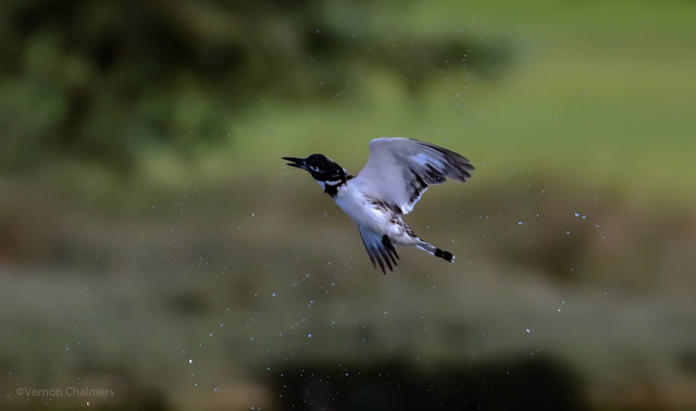 Auto ISO Study for Birds in Flight Photography