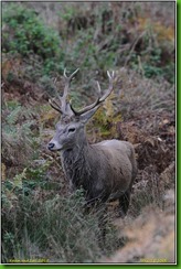 Bradgate Park - October