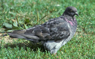 Pigeon in grass, rock dove