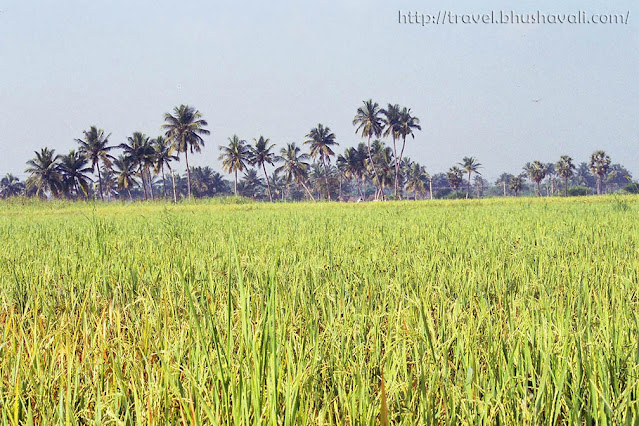 Rice fields in Dharmapuri, South India