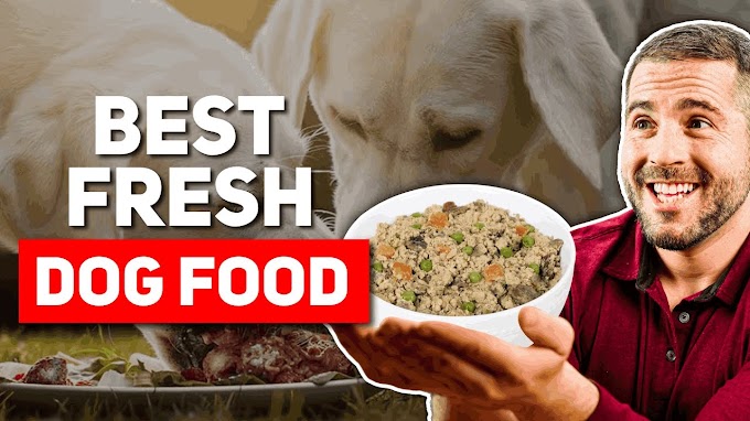  Best Fresh Dog Food | Discover the Best Fresh Dog Food Brands | Top News