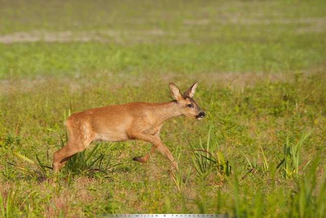 Reekalf - Juvenile Roe Deer - Capreolus capreolus