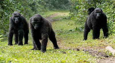 WHY IS MUBARE GORILLA FAMILY MOST LOVED BY TRAVELERS?